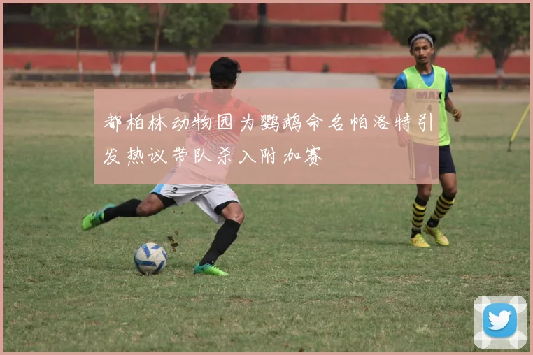 都柏林动物园为鹦鹉命名帕洛特引发热议带队杀入附加赛